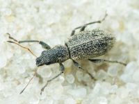 Polydrusus (Eurodrusus) inustus