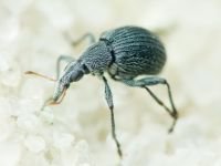 Apioninae