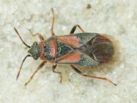 Arocatus melanocephalus
