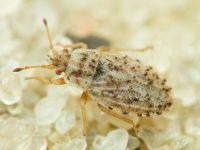 Parapiesma kochiae