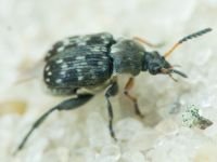Bruchus affinis