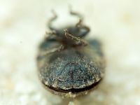 Odontoscelis (Obscuromorpha) hispidula
