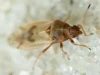 Cymus aurescens
