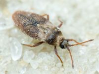 Oncochila simplex