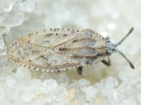 Tingis (Tingis) grisea