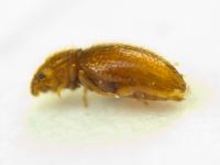 Mycetaea subterranea