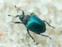 Ceutorhynchinae