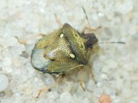 Eysarcoris aeneus