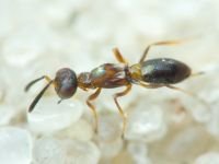 Hymenoptera
