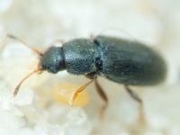 Telmatophilus typhae