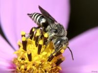 Coelioxys