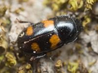 Nitidulidae