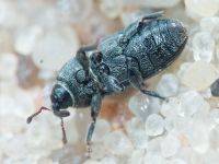 Mecinus pyraster
