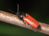 Ampedus (Ampedus) apicalis