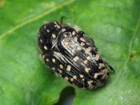 Oxythyrea funesta