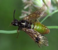 Argidae