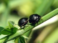 Coptosoma scutellatum