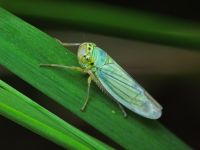 Cicadella viridis