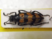 Mylabris variabilis