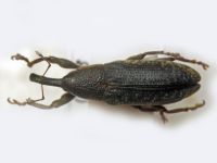 Lixus (Dilixellus) bardanae