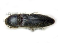 Melanotus tenebrosus