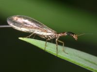 Xanthostigma xanthostigma