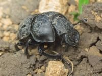 Lethrus apterus