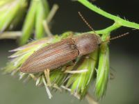 Agriotes lineatus