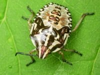 Carpocoris