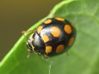 Coccinula quatuordecimpustulata