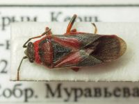 Arocatus melanocephalus