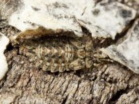 Aradus corticalis