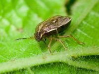 Neottiglossa pusilla