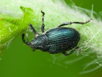 Ceutorhynchus barbareae