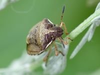 Rubiconia intermedia