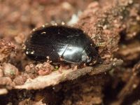 Platydema violaceum