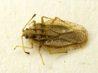 Elasmotropis testacea