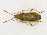 Maccevethus corsicus corsicus