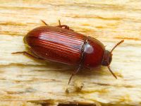 Uloma culinaris