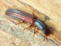 Colydium elongatum