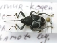 Curculio styracis