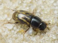 Aphodius