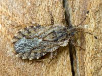 Aradus betulae
