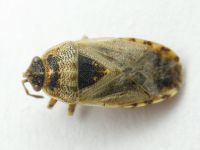 Platyplax salviae