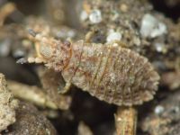 Aradus cinnamomeus
