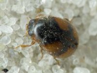 Scymnus frontalis