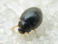 Stethorus punctillum