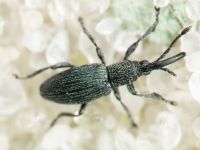 Ceratapion (Echinostroma) penetrans