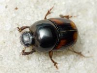Caccobius schreberi