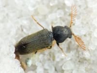 Ptilinus fuscus